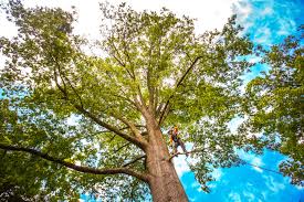 Best Commercial Tree Services  in Avondale, PA