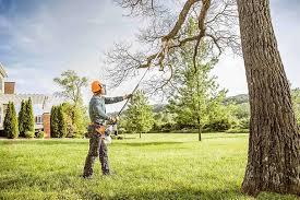 Best Emergency Tree Removal  in Avondale, PA