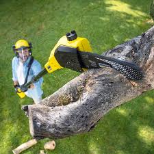 Best Palm Tree Trimming  in Avondale, PA