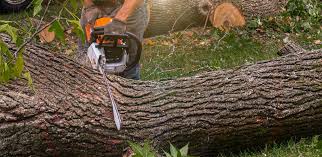 Best Lawn Renovation and Restoration  in Avondale, PA