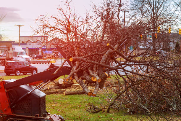 Best Leaf Removal  in Avondale, PA