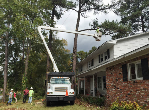 Best Tree and Shrub Care  in Avondale, PA