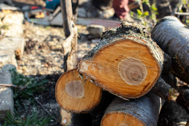 Best Firewood Processing and Delivery  in Avondale, PA