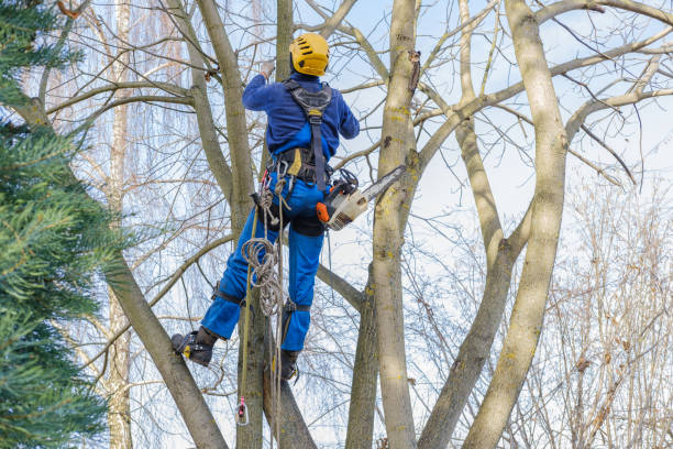 Professional Tree Care in Avondale, PA
