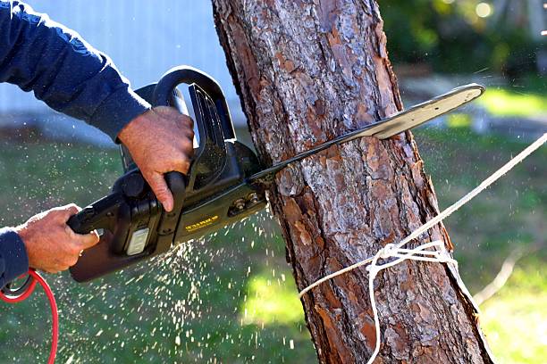 Best Weed Control  in Avondale, PA