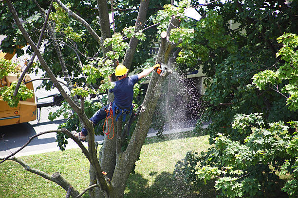 Best Lawn Maintenance Plans  in Avondale, PA