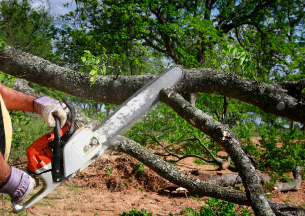 Best Stump Grinding and Removal  in Avondale, PA